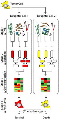 Microenvironmental Signals and Biochemical Information Processing: Cooperative Determinants of Intratumoral Plasticity and Heterogeneity